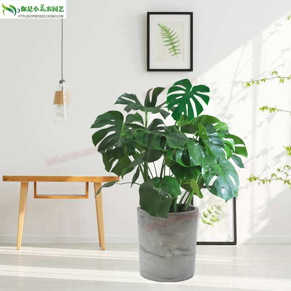 龟背竹植物室内大叶好养大型客厅盆栽北欧风绿植花卉盆景龟背叶_虎窝淘