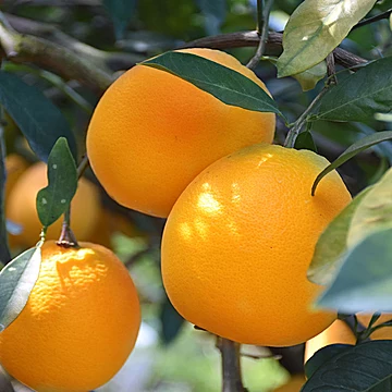 一品优赣南精品脐橙5斤[12元优惠券]-寻折猪