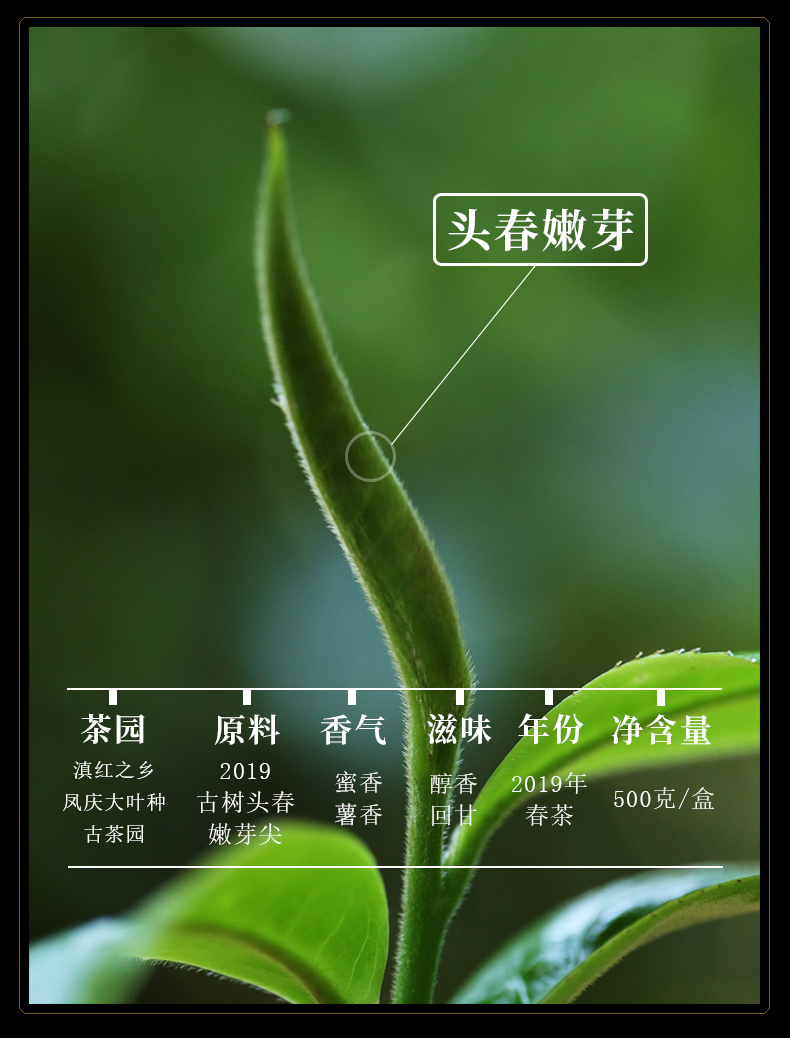 新益号茶叶旗舰店春茶新茶 新益号滇红茶品质大金芽500g金丝单芽 云南红茶茶叶1