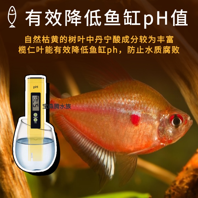 鱼缸榄仁叶乌龟橄榄叶水族斗鱼懒人叶降酸调节水质Ph值养龟龙眼叶 - 图0