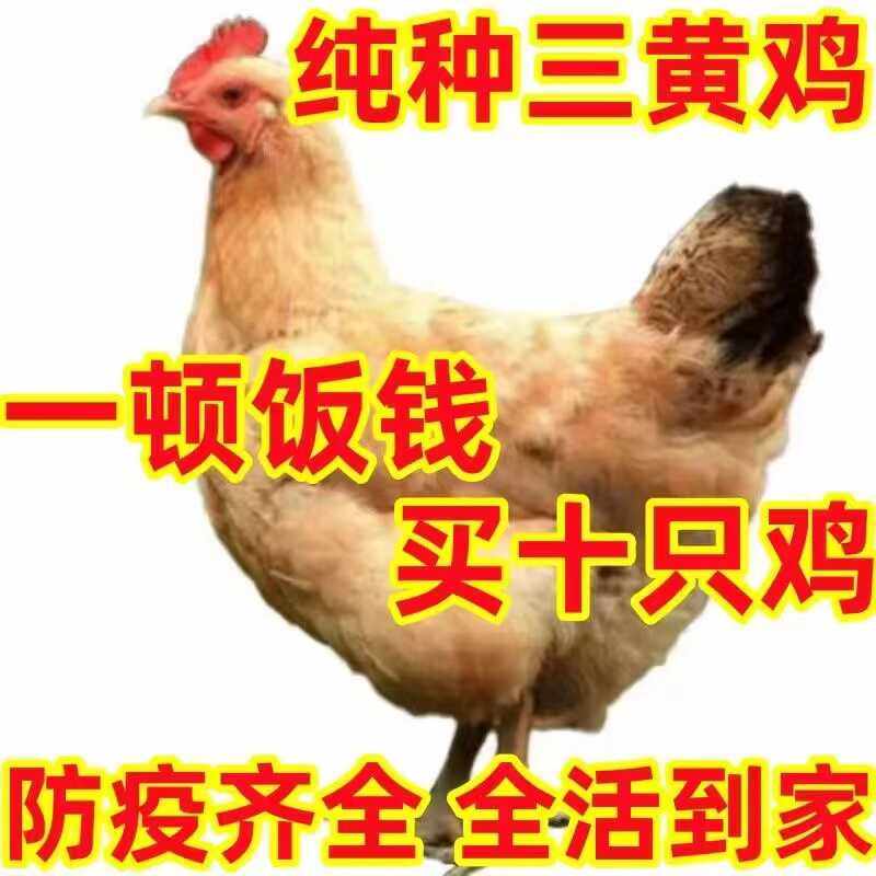 三黄土鸡下蛋鸡正宗2斤三黄鸡高产蛋鸡散养家鸡脱温鸡苗小鸡活苗,淘宝优惠券,粉丝福利购,淘宝优惠卷