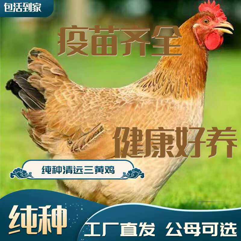 三黄土鸡下蛋鸡正宗2斤三黄鸡高产蛋鸡散养家鸡脱温鸡苗小鸡活苗,淘宝优惠券,粉丝福利购,淘宝优惠卷