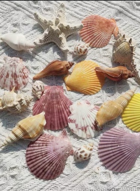 ins天然海螺海星贝壳珊瑚拍照道具 海洋地中海装饰摆件摄影背景布