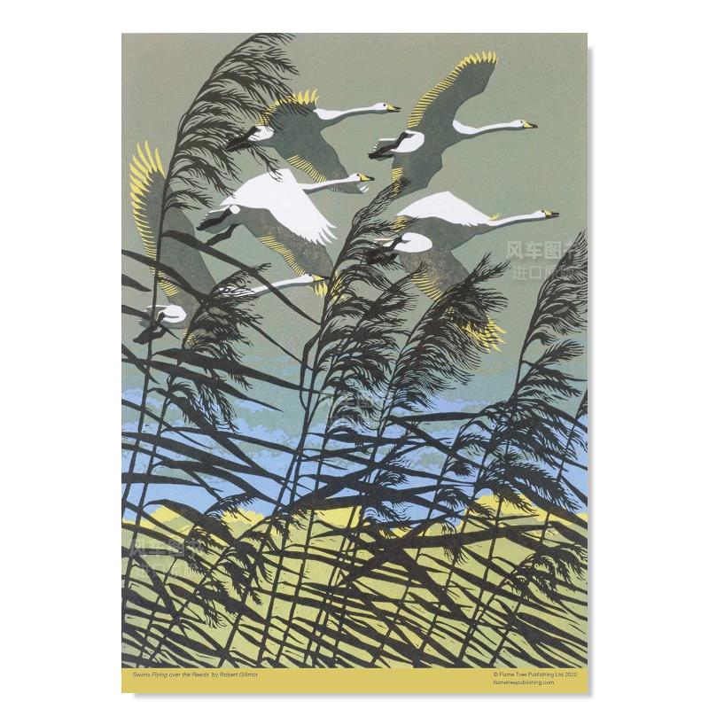 【现货】拼图500片 罗伯特·吉尔劳姆:飞过芦苇丛的天鹅 Robert Gillmor:Swans Flying Over The Reeds Flame Tree火焰树拼图书 - 图1