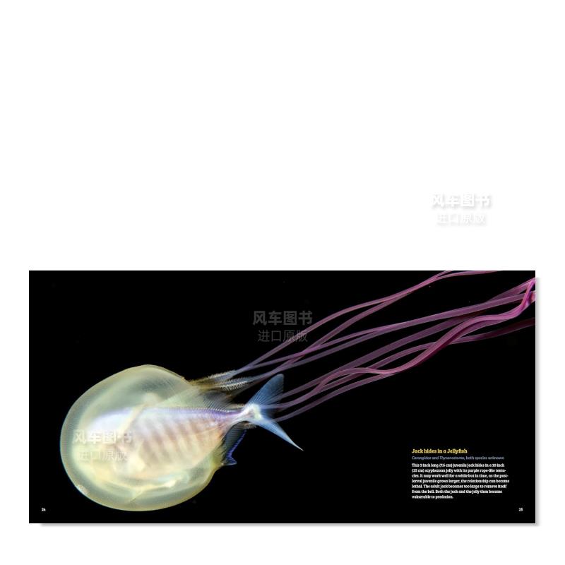 【预 售】浮游生物:海洋最小生物的夜间迁徙 Planktonia: The Nightly Migration of the Ocean's Smallest Creatures英文儿童绘本 - 图0