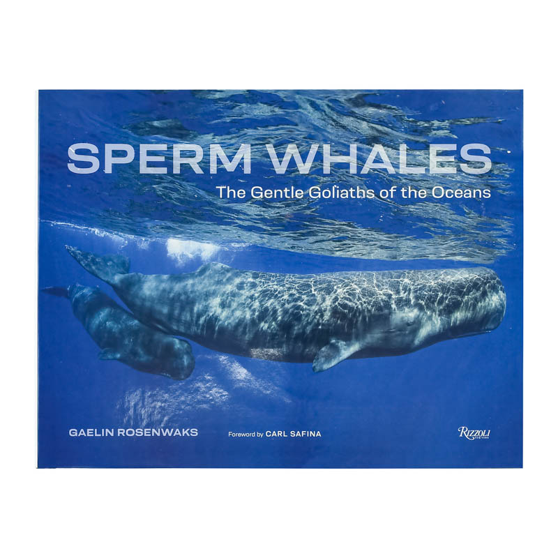 【现货】抹香鲸: 海洋中温柔的歌利亚 Sperm Whales : The Gentle Goliaths of the Ocean 英文原版进口外版图书 - 图1