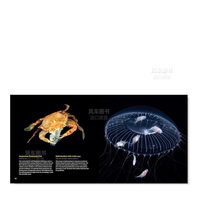 【预 售】浮游生物:海洋最小生物的夜间迁徙 Planktonia: The Nightly Migration of the Ocean's Smallest Creatures英文儿童绘本 - 图3