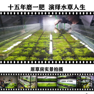 水草液肥增色铁肥钾肥草缸迷液肥红草肥综合肥营养液不伤鱼虾 虎窝淘