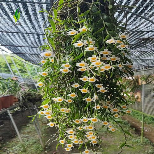 美花石斛吊兰种苗小环草窗阳台绿植物盆栽观赏花卉食用鲜条 - 图0