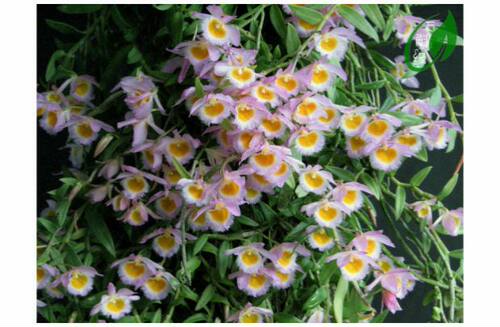 美花石斛吊兰种苗小环草窗阳台绿植物盆栽观赏花卉食用鲜条 - 图1