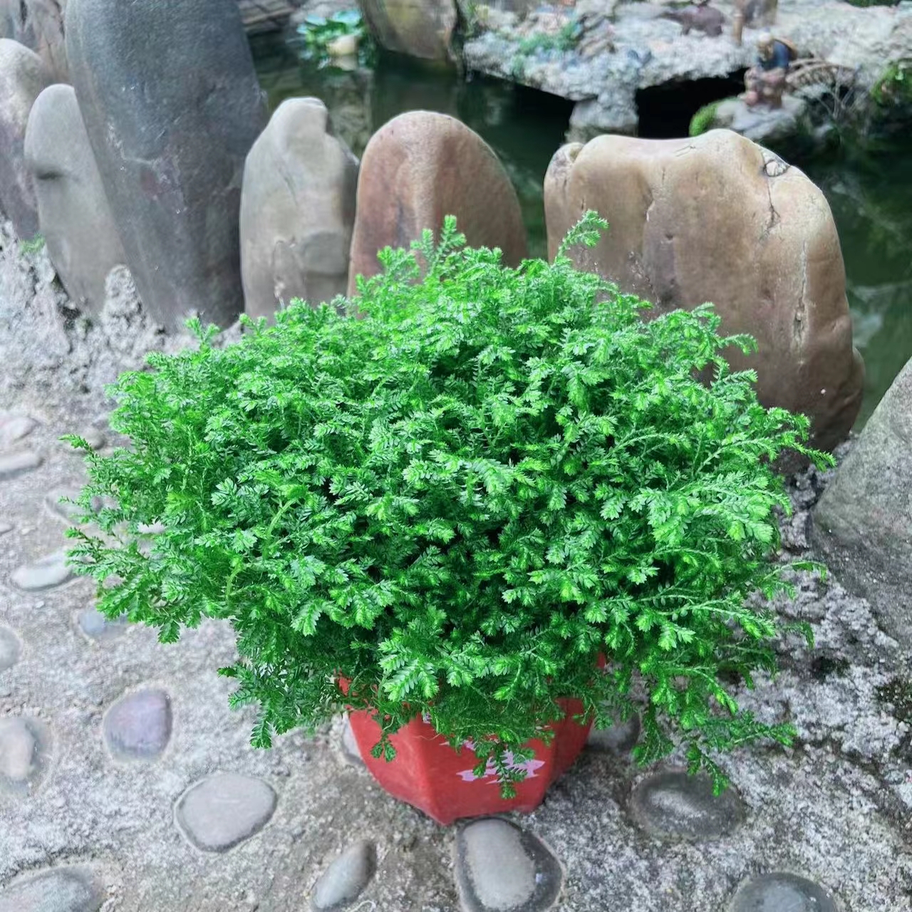 翠云草绿地球多年生四季常绿植物花园花镜绿植雨林缸假山鱼池配景-图0