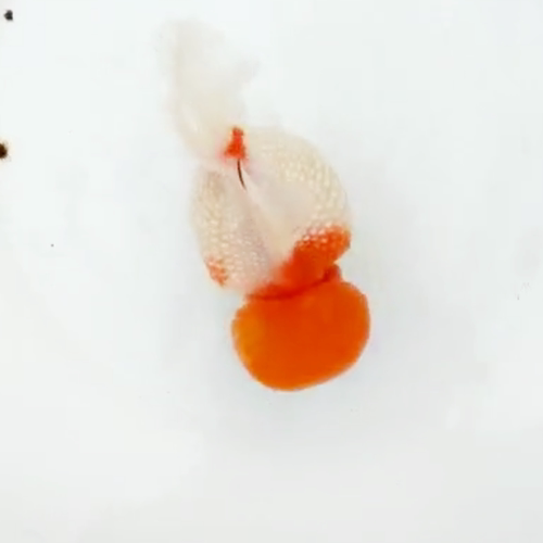 精品皇冠珍珠金鱼包邮观赏鱼宠物鱼活体鱼苗赛级鱼苗招财招财鱼 - 图3