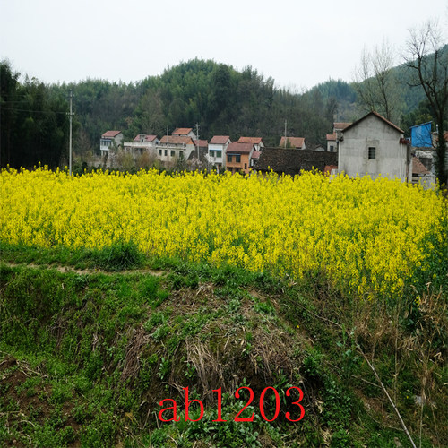 直播背景布农村抖音直播间网红主播背景墙3d立体外景土房草原装饰 - 图1