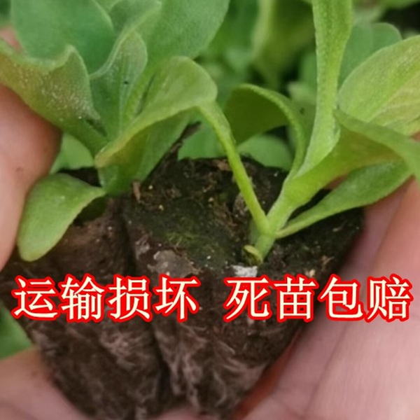 春季冰菜苗水晶冰草秧苗冰菜冰草种籽蔬菜种孑阳台菜园野菜种苗-图2