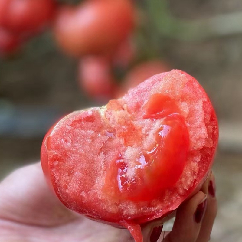 粉红番茄种子红樱桃番茄种苗黄西红柿种子阳台春秋南方蔬菜大全 - 图0