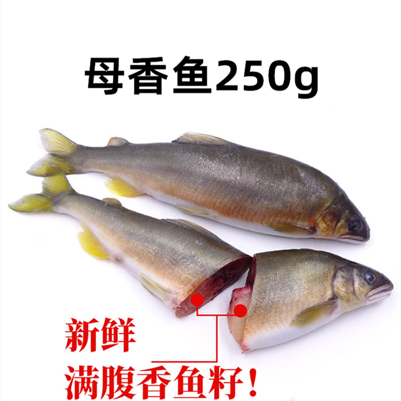 公母香鱼鲜活水产料理高级淄博烧烤食材菜品材料冷冻海鲜未三去 - 图2