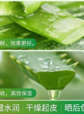 Tondi芦荟胶正品凝胶保湿面霜打底脸全身免洗干燥起皮肌肤推荐