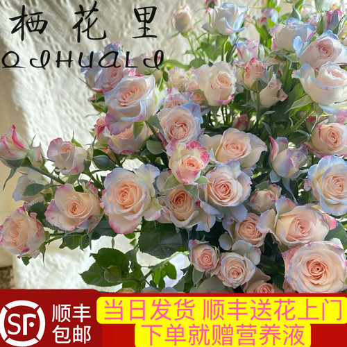 当日发货碎冰蓝折射40-50朵花10支多头玫瑰鲜切花顺丰包邮次日达 - 图0