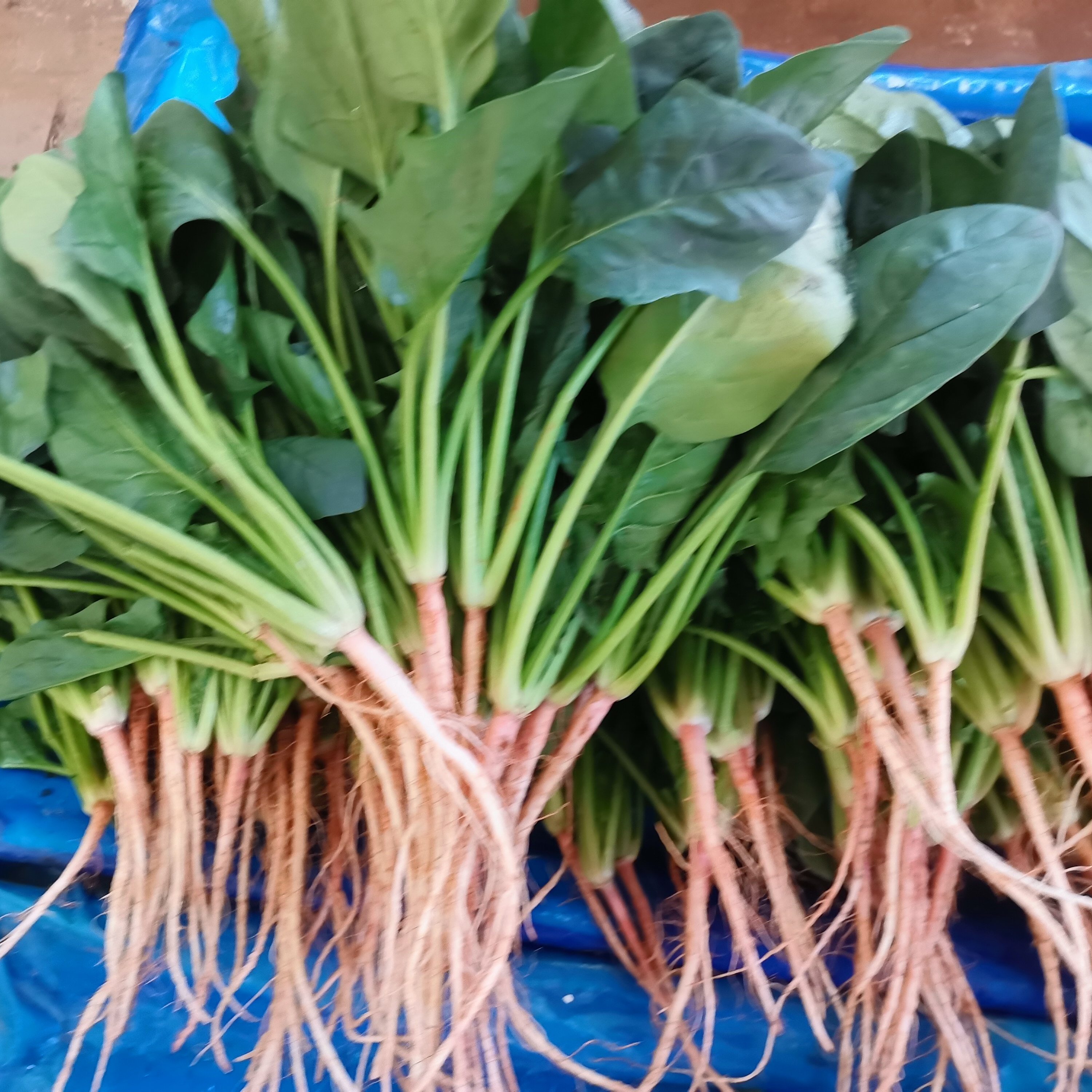 云南新鲜蔬菜顺丰包邮菠菜叶菜老昆明本地品种鲜嫩可口炒腊肉辅食,淘宝优惠券,粉丝福利购,淘宝优惠卷