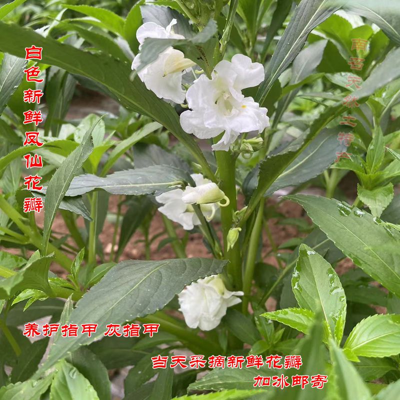 凤仙花 指甲花新鲜花瓣 小桃红干花瓣 透骨草 纯植物花粉染发染甲 - 图1