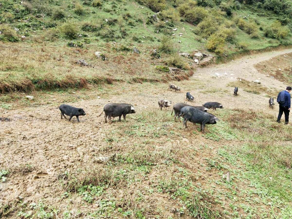 高程湖山林跑山猪猪肉 - 图3