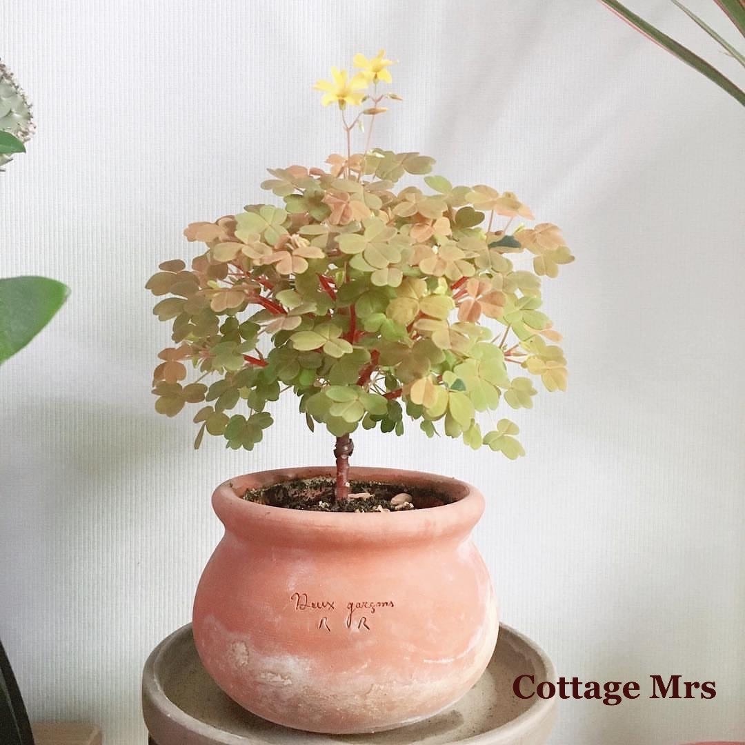 Cottage Mrs观花彩叶绿植物盆栽小黄枫酢浆草 - 图0