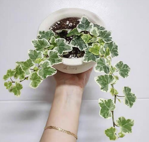 常春藤雪莹小苗 日本引进庭院高颜值植物 - 图1