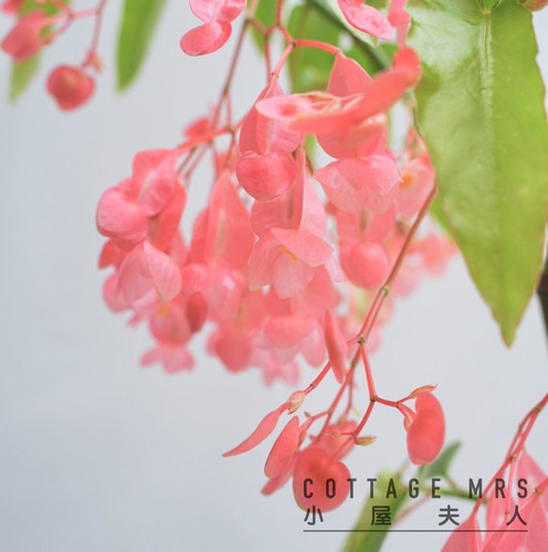 begonia tamaya 红花竹节秋海棠 室内阳台客厅 耐热植物 - 图1