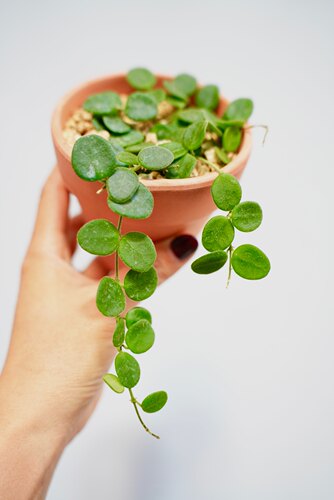 原种匍匐 原始匍匐球兰阳台室内 迷你 盆栽垂吊植物 - 图1