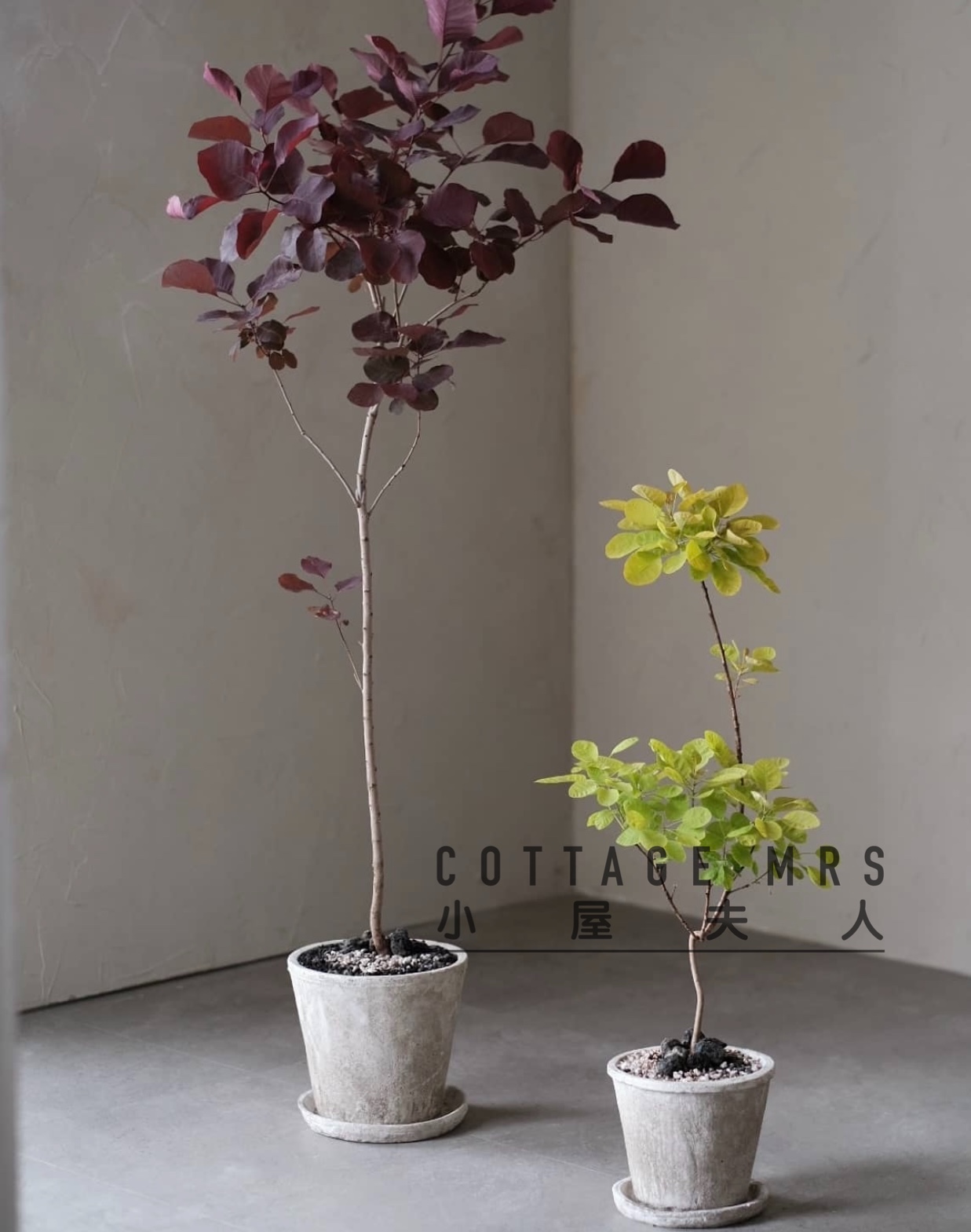 烟树盆栽苗 雾中情人花园庭院观叶观花多年生落叶小乔木 黄栌树苗 - 图1