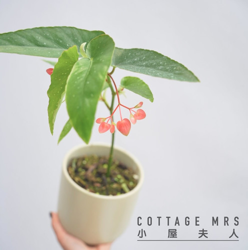 begonia tamaya 红花竹节秋海棠 室内阳台客厅 耐热植物 - 图3
