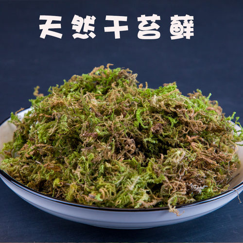 鲜活青苔 干水苔藓水草石斛兰花育苗种植宠物龟冬眠垫材包邮 - 图1