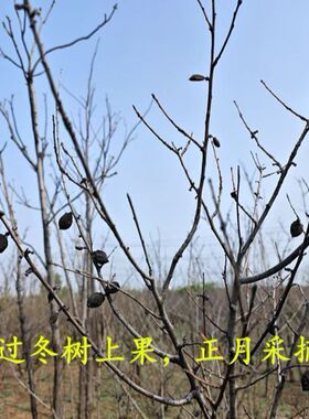 桃枭惊避斜驱桃核恋枝桃奴百魅升气场佛珠手串经冬不落招财转运压
