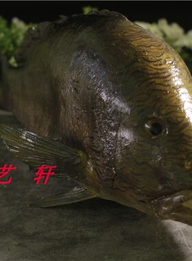 仿真深海鱼类模型装饰道具 中华鲟时鱼带鱼乌头鱼欧鳗鱼玩具包邮