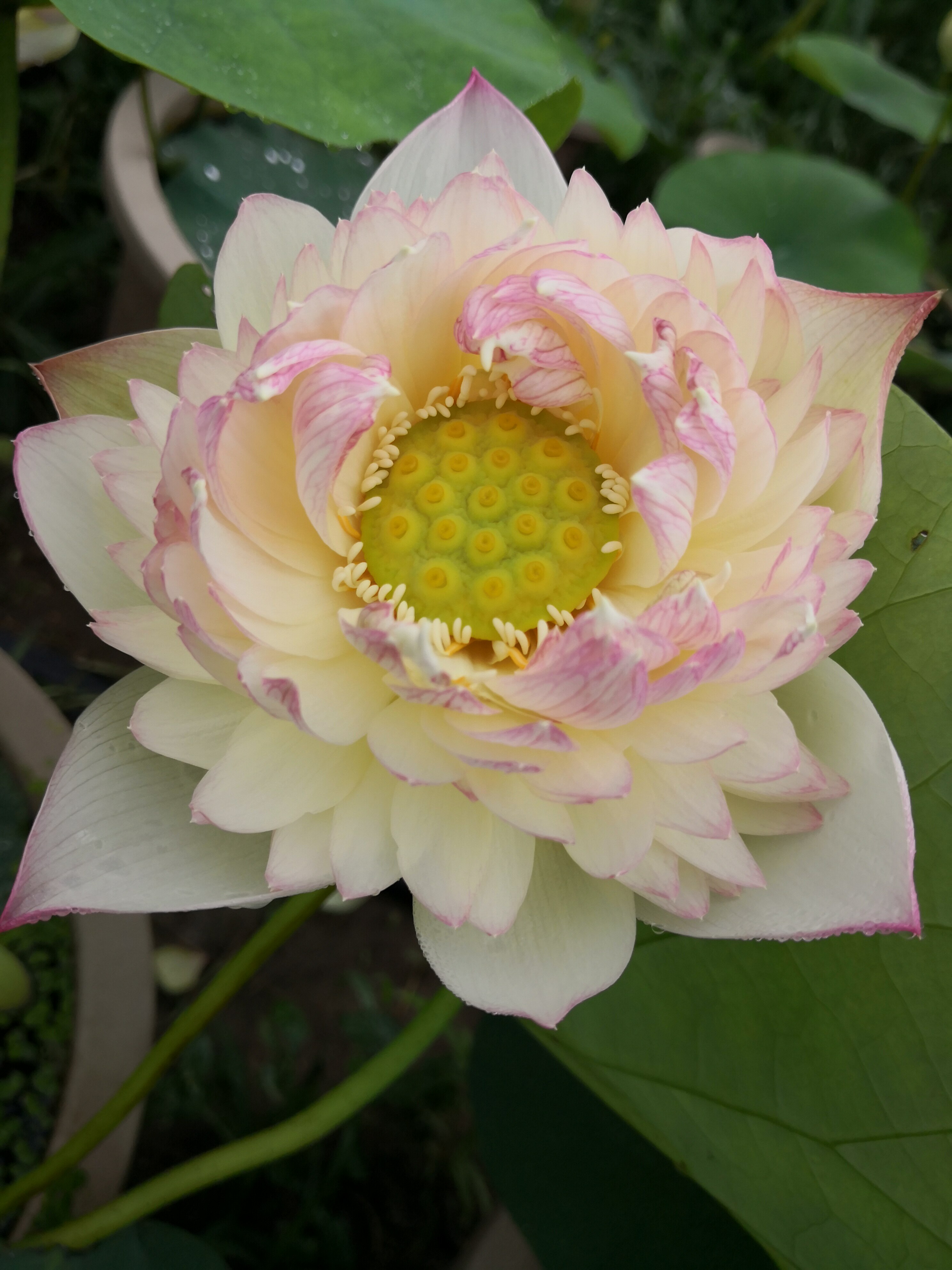 【友谊洒锦】种藕潍坊荷苑中型荷花品种盆栽荷花水生花卉水景绿化