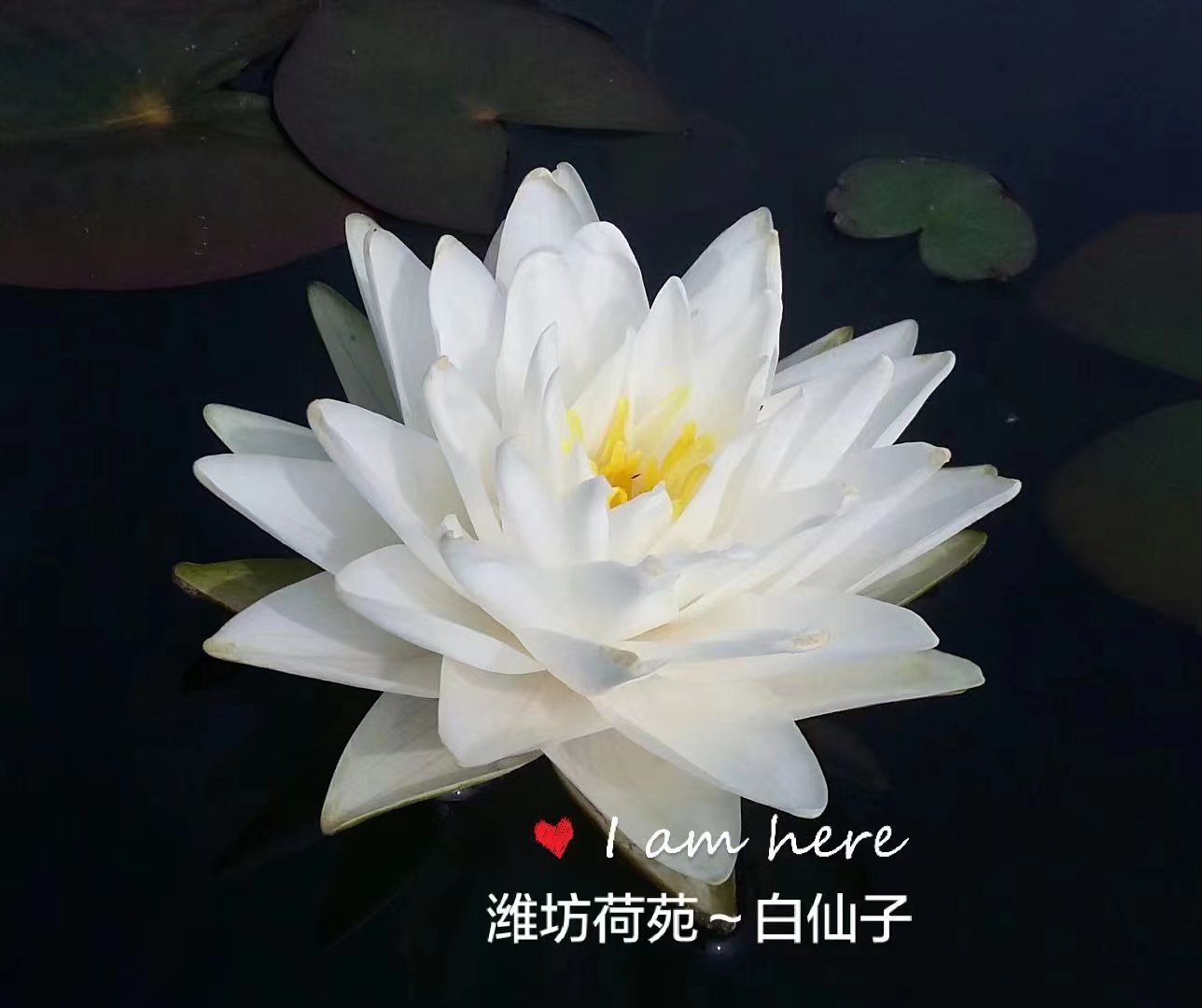 【白仙子】潍坊荷苑大型睡莲品种盆栽荷花水生花卉水景绿化