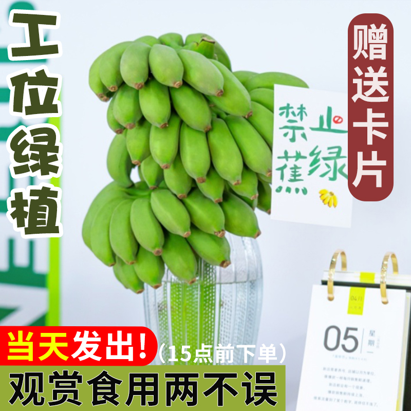 禁止蕉虑水培香蕉拒绝焦虑静止焦绿整串绿办公室苹果蕉banana绿植 - 图2