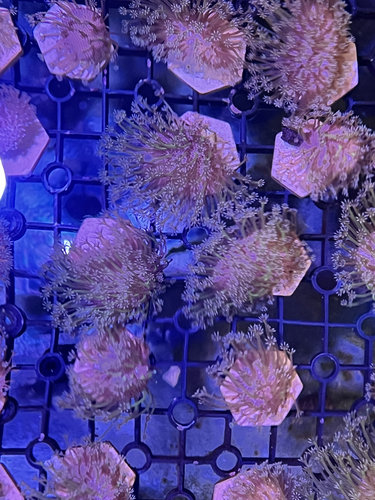 人工长须皮革lps软体珊瑚海水鱼小丑鱼观赏鱼新手闯入门海缸包邮 - 图0