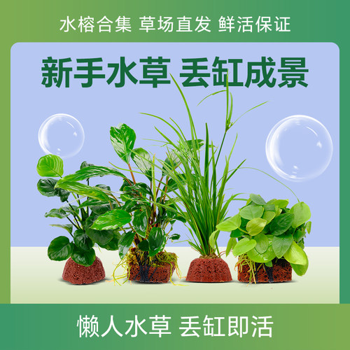 鱼缸造景真水草沉木小水榕迷你榕懒人造景阴性活体增氧新手定植 - 图0