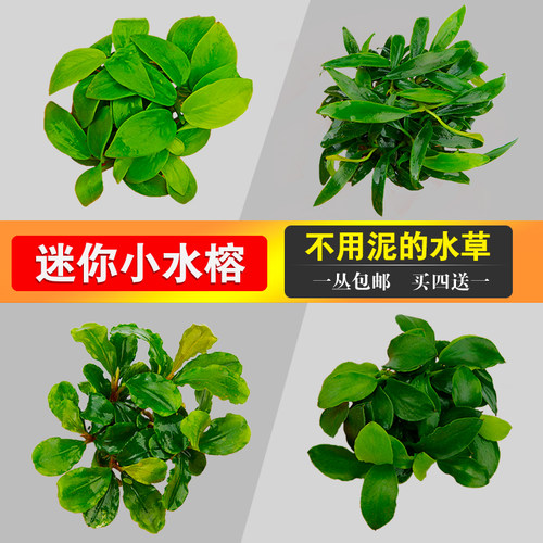 鱼缸造景装饰火山石水草阴性绑沉木水榕迷你懒人活体淡水植物 - 图1