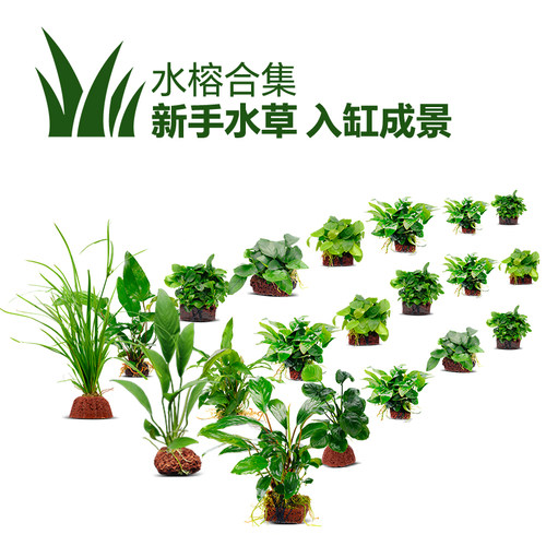 鱼缸造景装饰火山石水草阴性绑沉木水榕迷你懒人活体淡水植物 - 图2