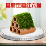 Рыбные креветки, чтобы избежать домашнего гнезда рыба, ландшафтная хрустальная креветка отверстие Моза Моза водяные раны