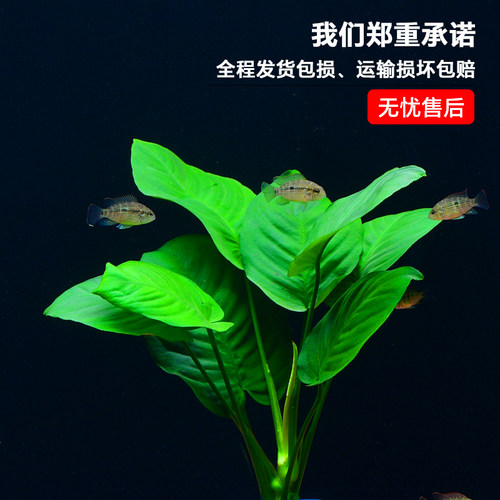 阴性水草植物真草净水懒人好养水榕沉木大叶榕皇冠鱼缸生态造景 - 图1