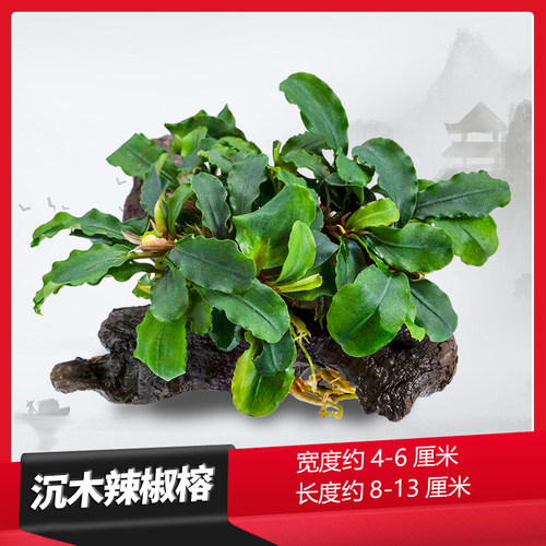 鱼缸造景真水草沉木小水榕迷你榕懒人造景阴性活体增氧新手定植 - 图1