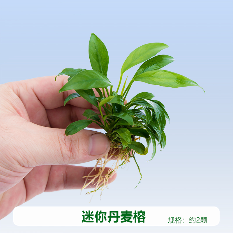 小鱼缸造景阴性辣椒榕绑沉木丹麦迷你小水榕水草懒人活体淡水植物-图1