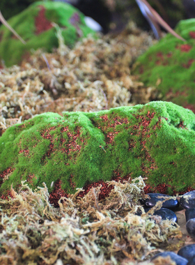 创意森系小青苔假山装饰造景摆件