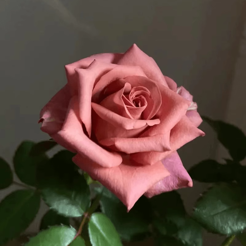 咖啡师/调香师 月季花苗 切花灌木大花直立玫瑰庭院阳台盆栽花卉 - 图2