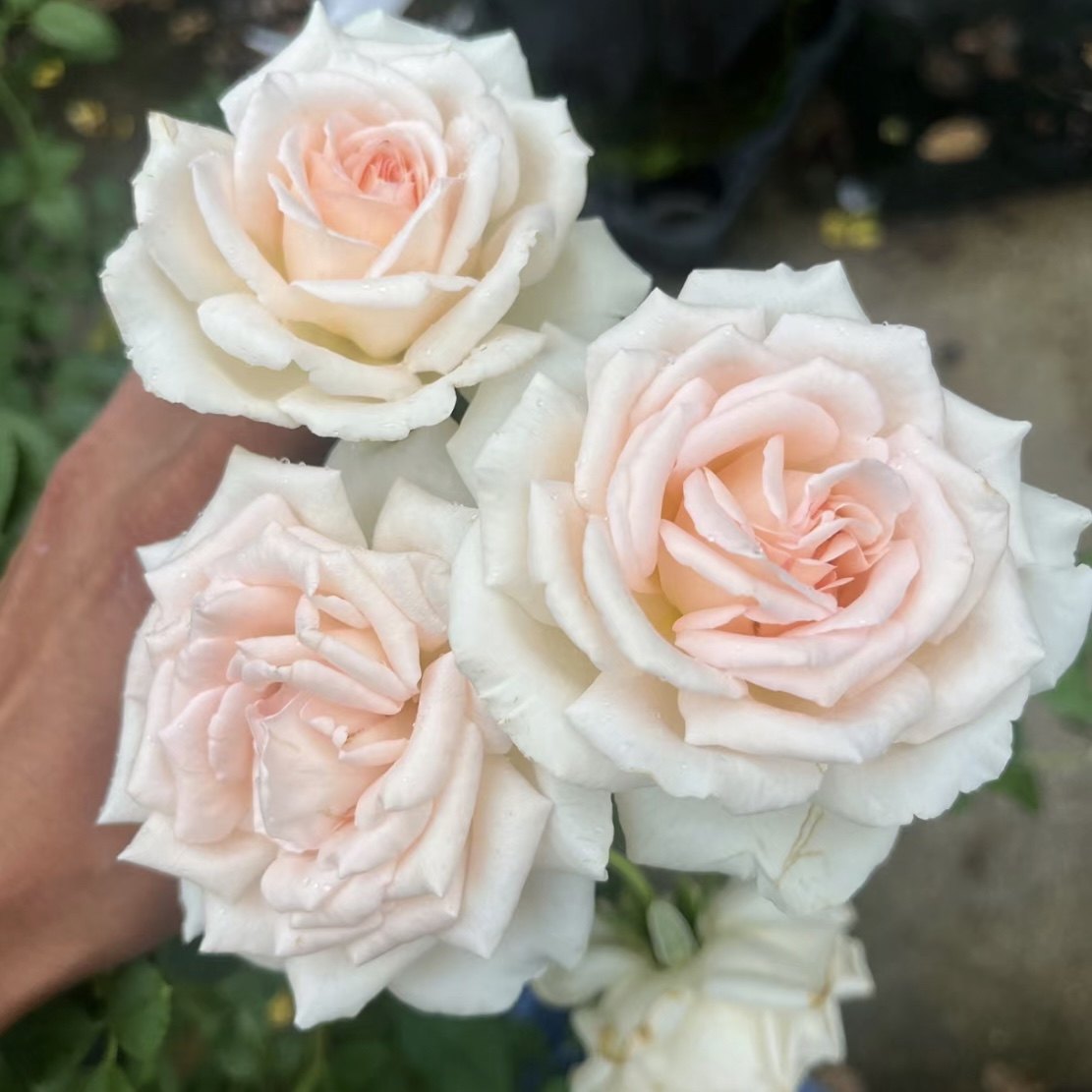 花园宝藏 月季花苗奶油粉色大花勤花浓香耐寒抗病强新品月季,淘宝优惠券,粉丝福利购,淘宝优惠卷