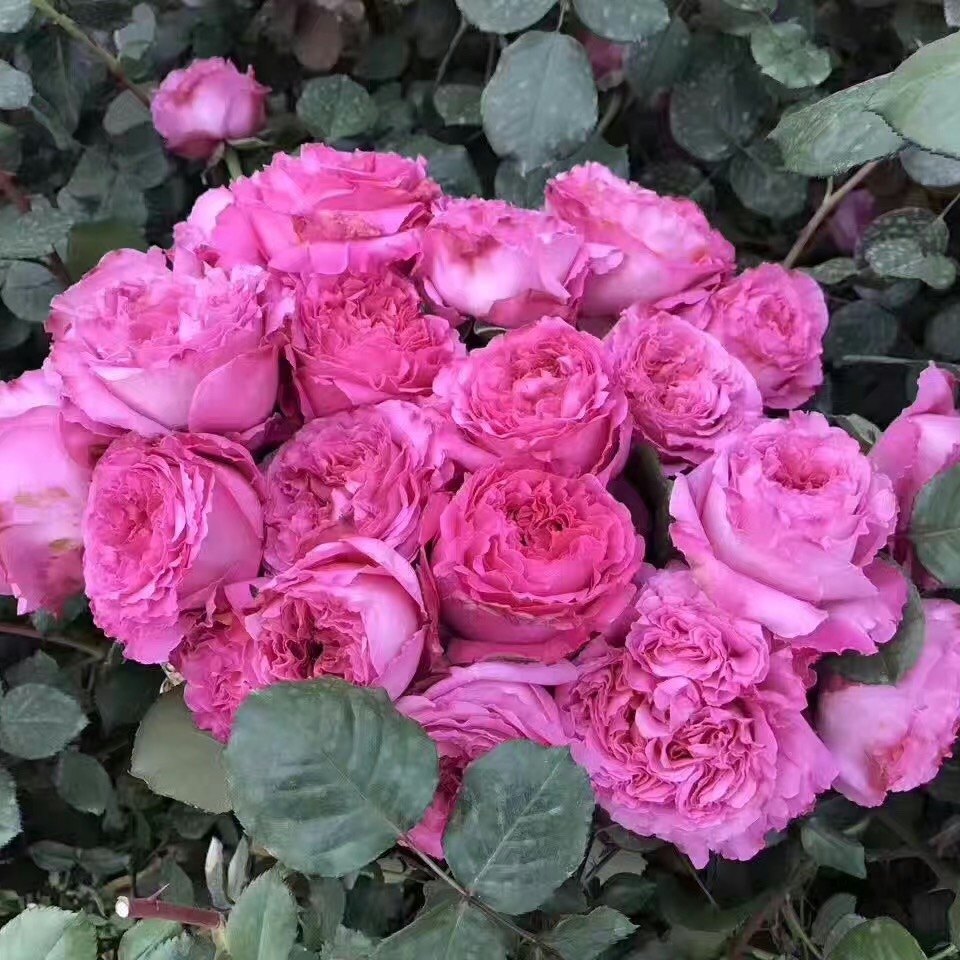 仙王座 月季花苗 阳台大花微月四季浓香玫瑰花盆栽绿植直立勤花,淘宝优惠券,粉丝福利购,淘宝优惠卷