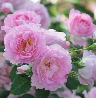 河本 绊 月季花苗 大花灌木日本中香切花月季庭院阳台盆栽花卉,淘宝优惠券,粉丝福利购,淘宝优惠卷